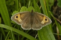 meadow brown butterfly-4